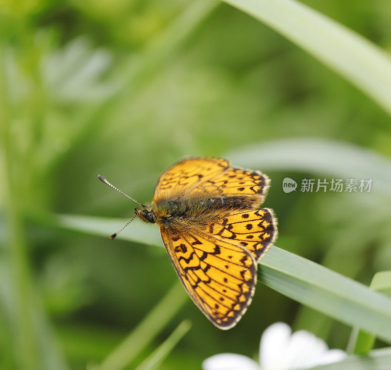 沼泽贝母蝶(Boloria eunomia)